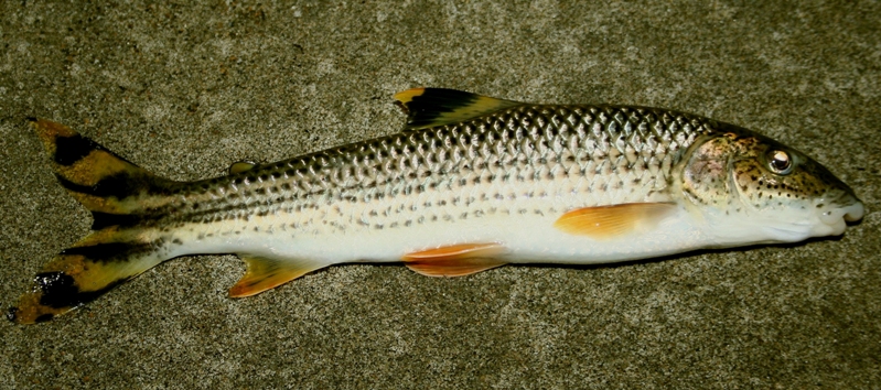 Adult from the Río Casanare system, Colombia.