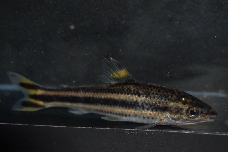 Subadult specimen from the UK aquarium trade.