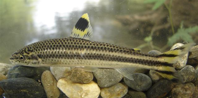 Specimen collected from the Río Samaná Sur, Río Magdalena system, Sonsón municipality, Antioquia department, Colombia.