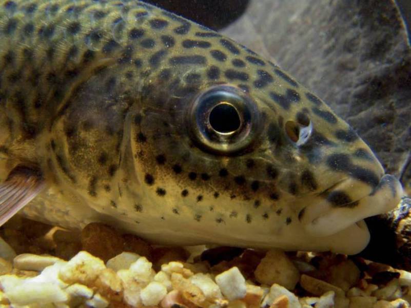 Head detail.