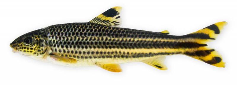 Specimen from the rio Xingu system, Brazil.