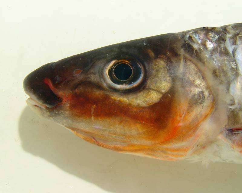 Head detail of specimen from the rio Aripuanã.