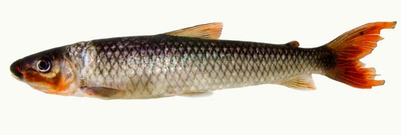 Individual from the rio Aripuanã, middle rio Madeira system, Brazil.