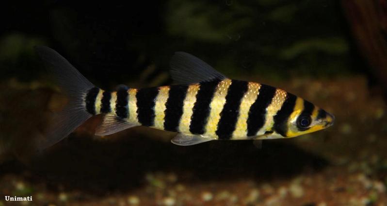 Young adult individual.