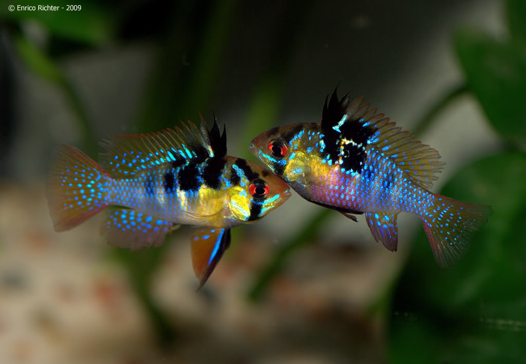 Wild adult pair of M. ramirezi, male on left.