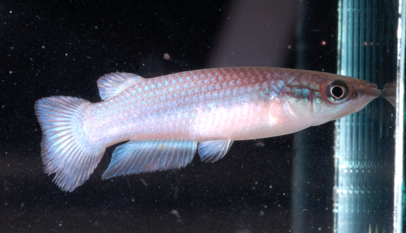 Adult male; ornamental 'blue' form.