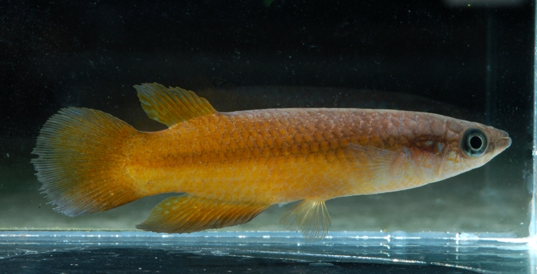 Adult male; ornamental 'gold' form.