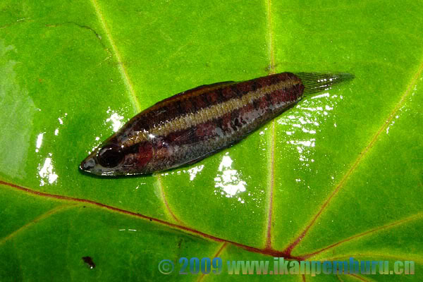 Freshly-collected individual.
