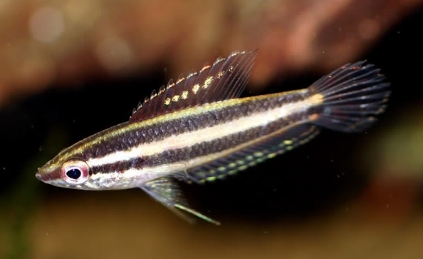 Young male from Bintan.