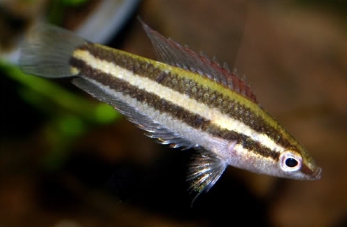 Adult female; population unconfirmed.