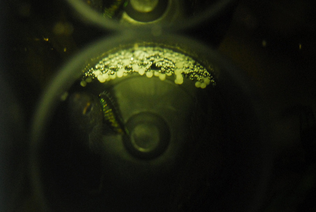 A freshly-constructed nest with fertilised eggs.