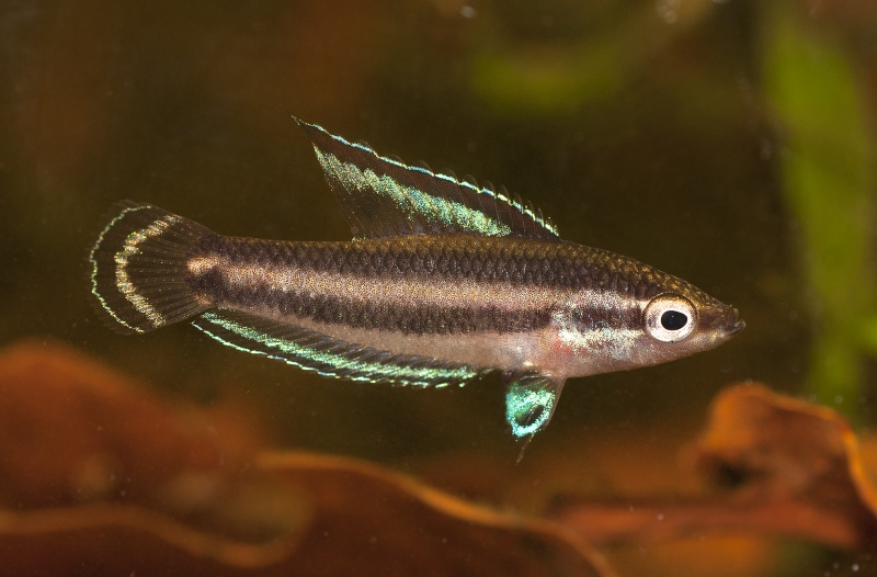 Young, aquarium-bred adult male; Kuantan population.
