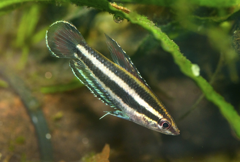 Non-nuptial male individual; population unconfirmed.