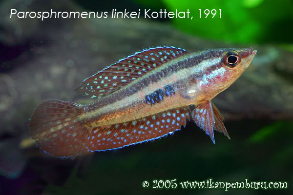Young adult male specimen.
