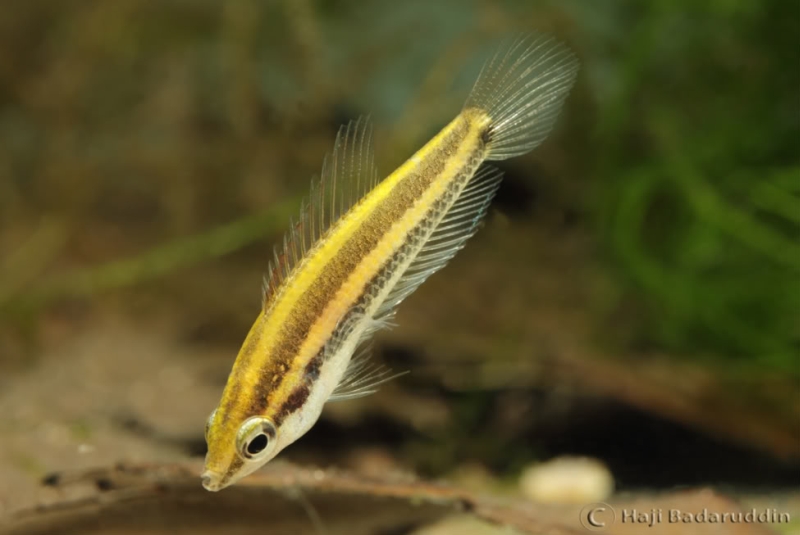 Adult female from Ulu Tiram displaying pre-nuptial colour pattern.