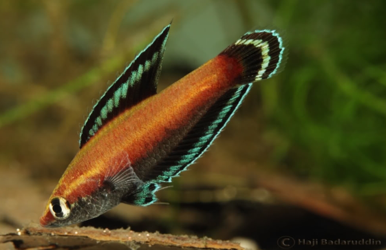 Nuptial male from Ulu Tiram.