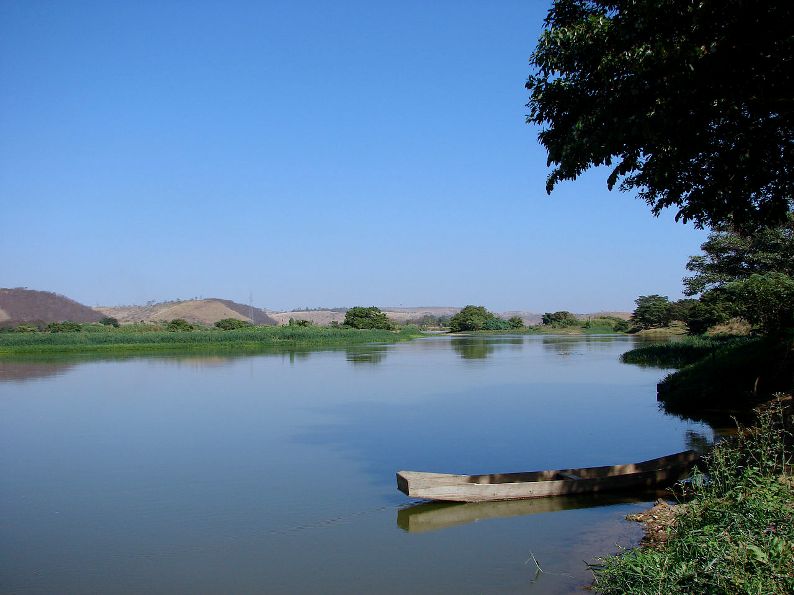 This species occurs in the rio Doce, southeastern Brazil, here pictured at at Galiléia, Minas Gerais state.