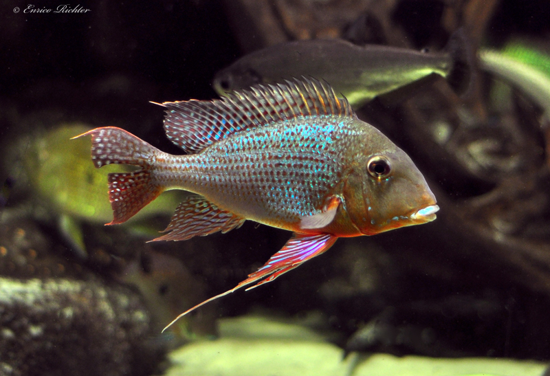 Adult specimen from the Tapajós drainage.