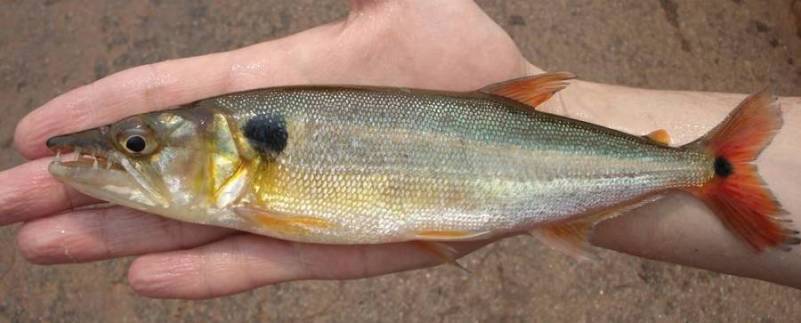 Wild-collected adult; collection details unspecified.