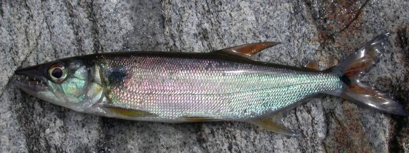 Specimen from the rio Tiquié.