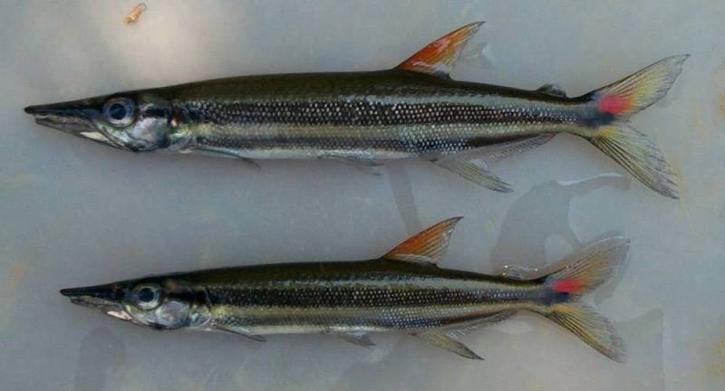 Specimens collected from the rio dos Marmelos near the municipality of Humaitá, Amazonas state, Brazil.