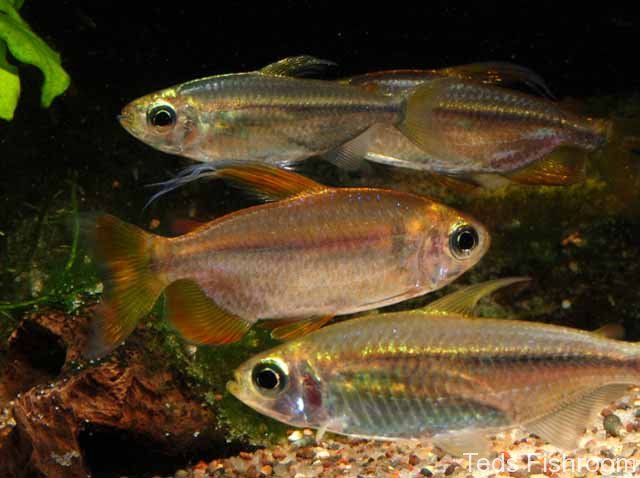 The plainer fish seen here are females.