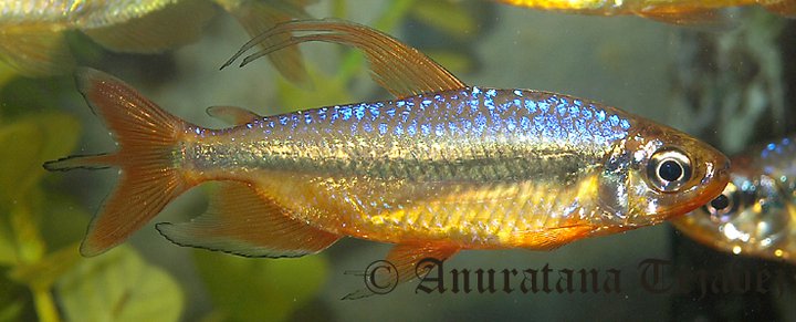Adult male individual.