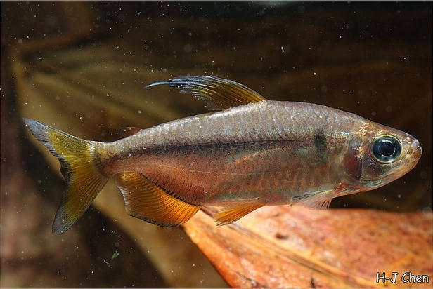 Young adult male individual.
