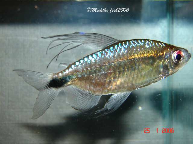 Adult male individual.