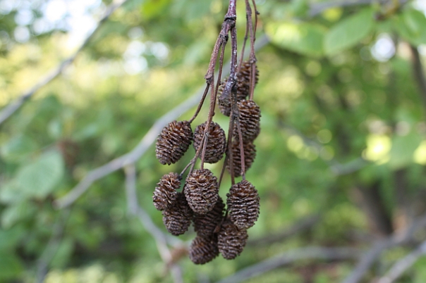Alder cones offer similar advantages to peat in the aquarium and you can collect them yourself