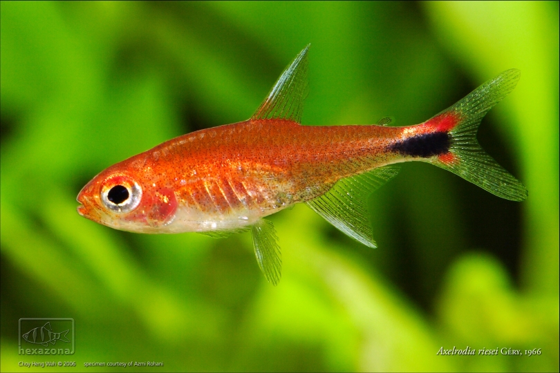 Adult male individual.