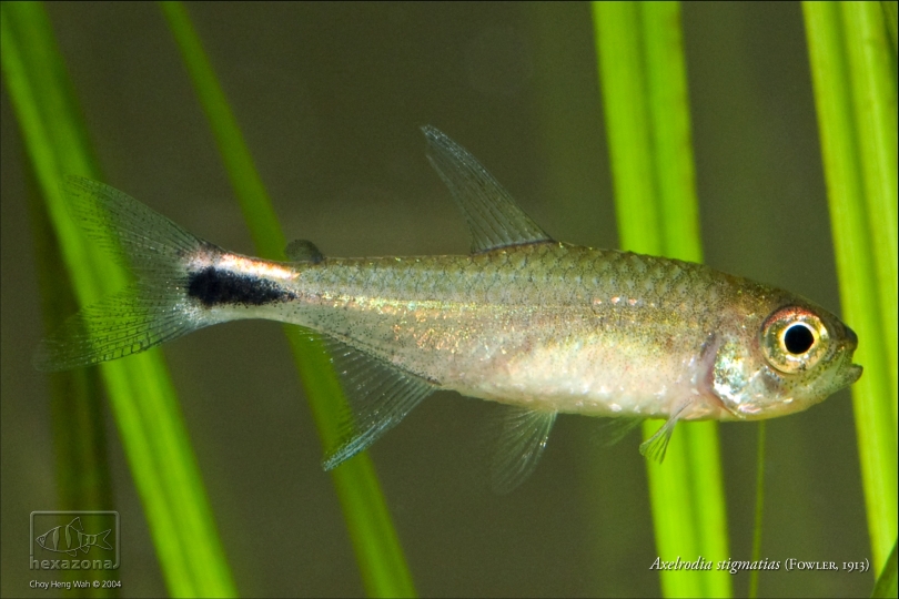 Specimen from the Singapore aquarium trade.