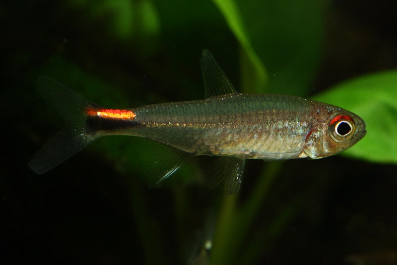 Adult male individual.
