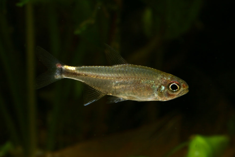 Specimen with a paler orange blotch in the upper portion of the caudal peduncle.