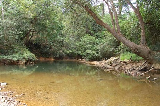 Habitat in the Saribas river drainage, Sarawak state, Malaysia (Borneo).