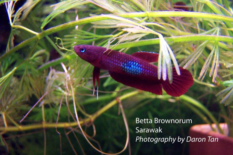Wild adult male from an unconfirmed locality.