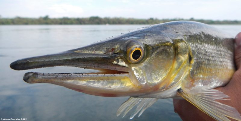 Head detail.