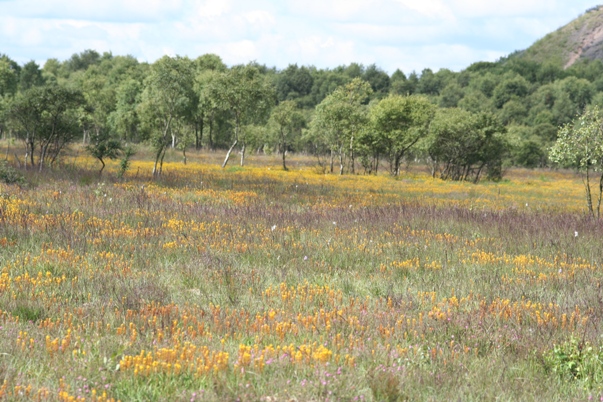 Typical unspoiled blanket-type peat bog in Scotland, United Kingdom