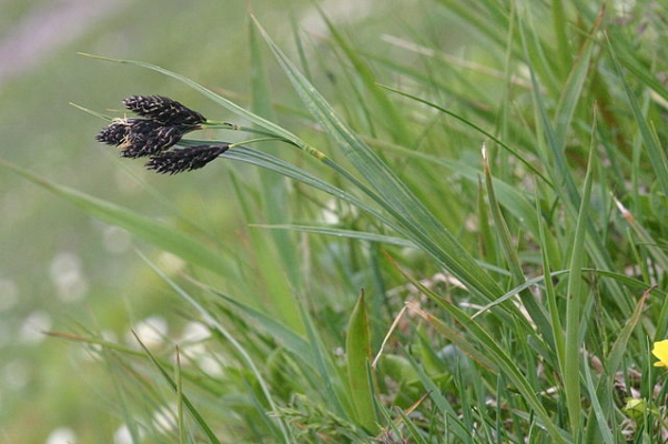 Peats formed from sedges such as Carex spp. tend to be neutral or alkaline rather than acidic