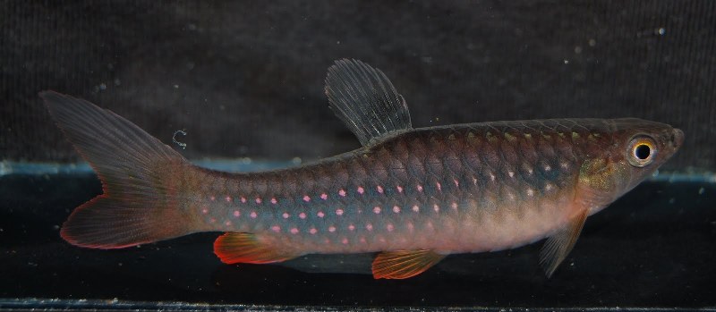 Male specimen from the UK aquarium trade.