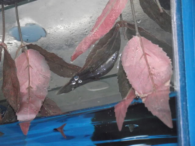Pair spawning on the underside of a synthetic plant.