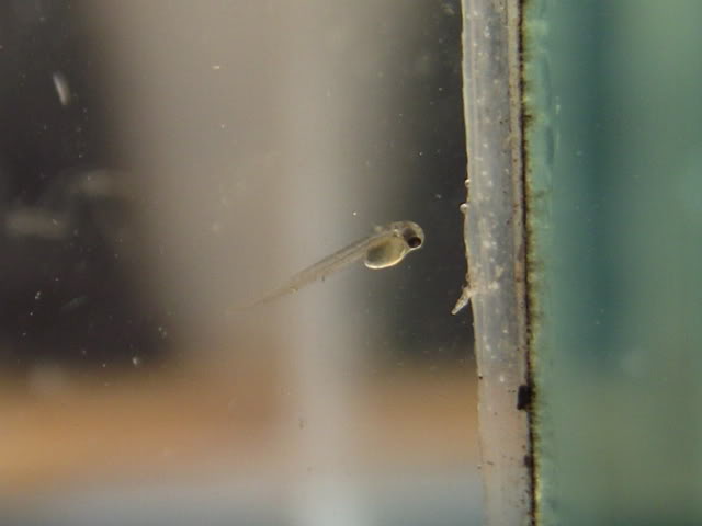 Free-swimming fry.