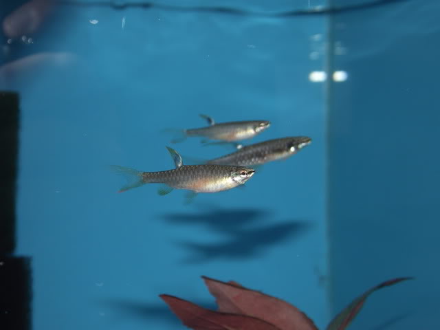 Gravid female.