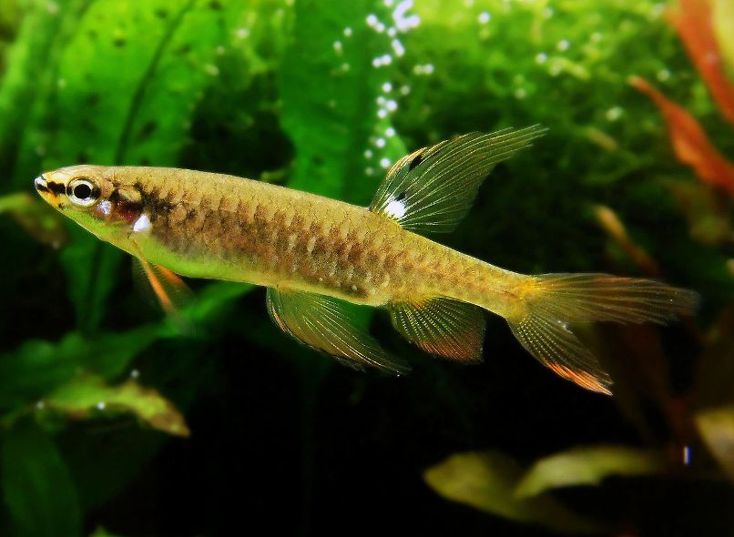 Non-nuptial adult male; aquarium strain.