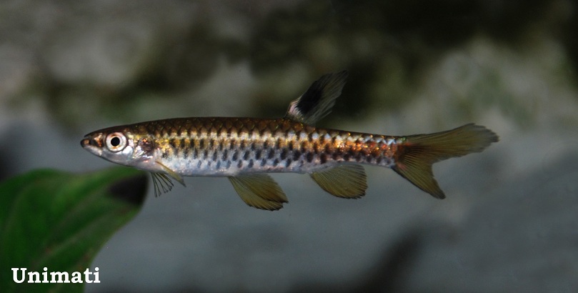 Adult male individual.
