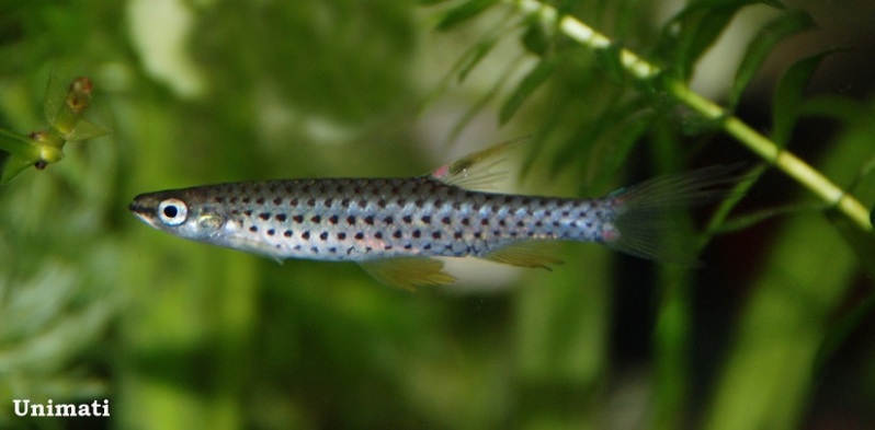 Adult male individual. Note the dark marking at the base of the ventral caudal-fin rays; a diagnostic character for this species following Zarske (2011).