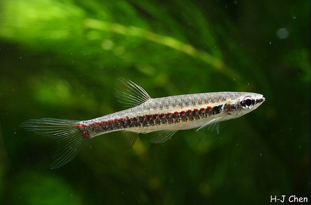 Young adult male.