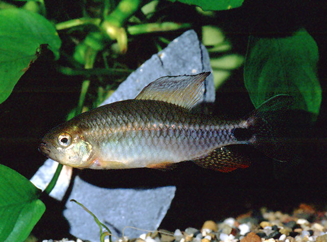 Adult male.