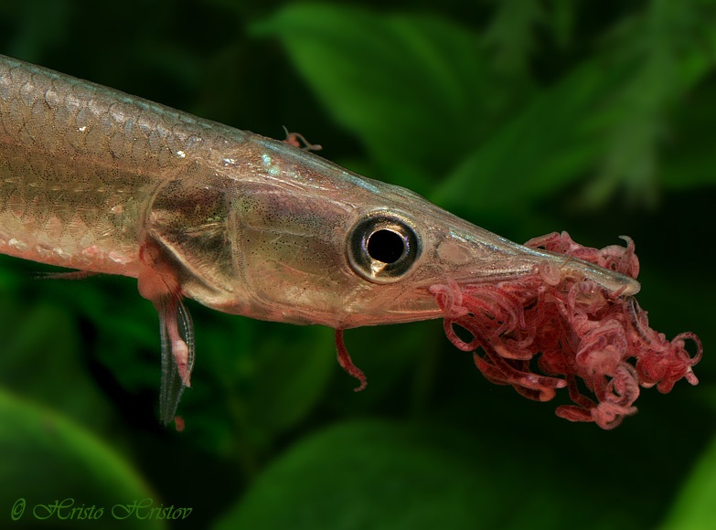 Smaller specimens can be fed on bloodworm, Tubifex, etc.