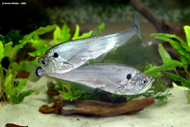 Two subadults.